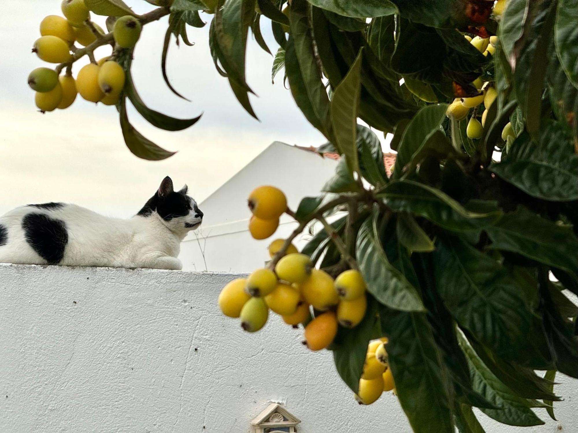 Guest house Casa Sarguito
